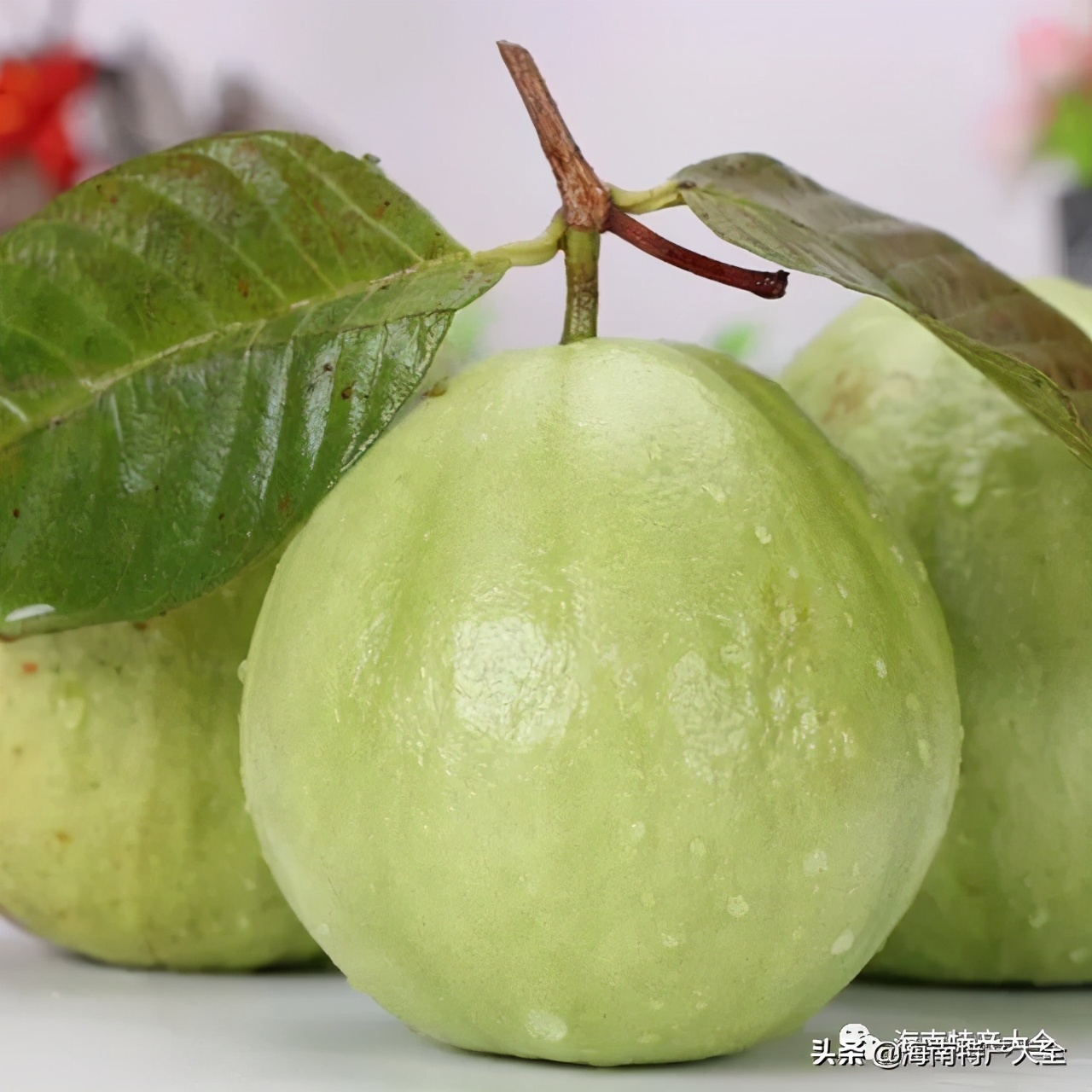 海南(nan)熱帶水果全介紹（第2篇）